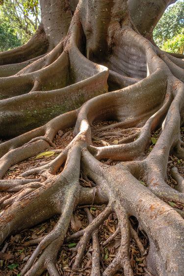 50 BANYAN / BANYAN FIG TREE East Indian Ficus Benghalensis Aerial Root Houseplant Seeds